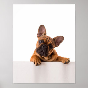 Cute Bulldog Really Cute, English Bulldog Poster