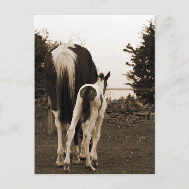 cute bum postcard (Front)