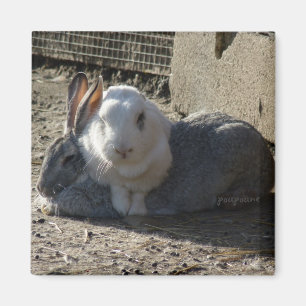cute bunnies magnet