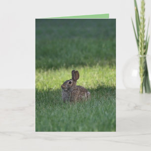 Cute bunny card