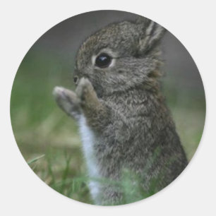 Cute Bunny Classic Round Sticker