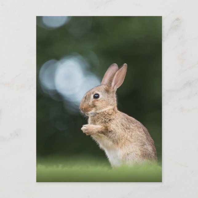 Cute Bunny Photo Postcard (Front)