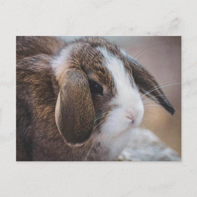 Cute Bunny Rabbit Easter Postcard (Front)