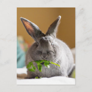 Cute Bunny Rabbit Eating Veggies Postcard