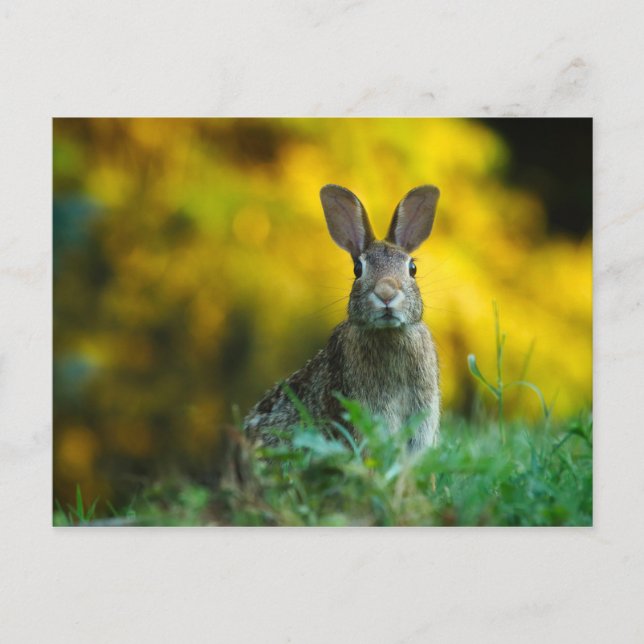 Cute bunny rabbit postcard (Front)