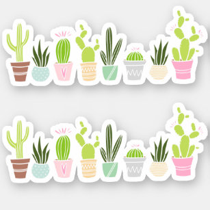 Cute Cactus Plants & Succulents