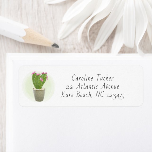 Cute Cactus Succulent Rose Floral Adresse Poted (En situation)