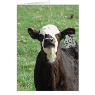 Cute Calf All Occasion Blank Greeting Card