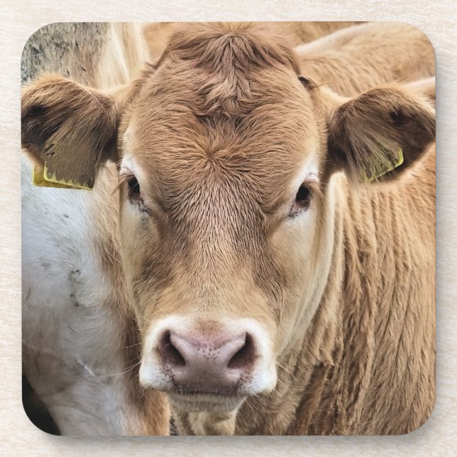 CUTE CALF COASTER (Front)