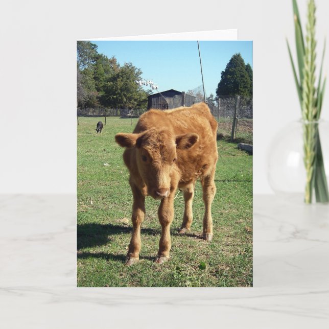 Cute Calf Greeting Card (Front)