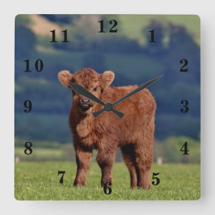 Cute Calf Square Wall Clock