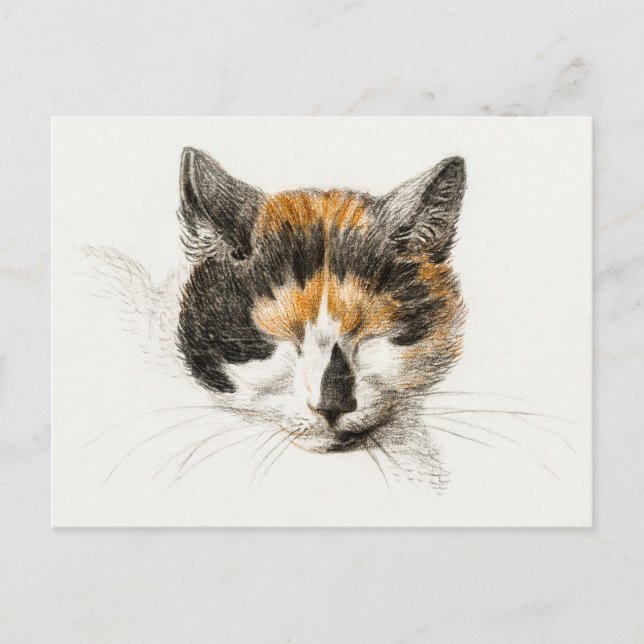 Cute Calico Cat Postcard (Front)