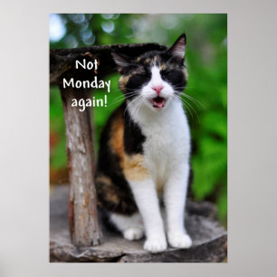 Cute Calico Chat "Pas Lundi Encore !" Affiche