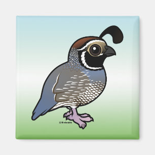 Cute California Quail Magnet