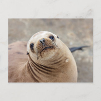 Cute California Sea Lion Postcard
