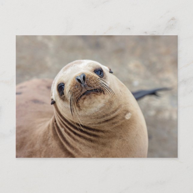Cute California Sea Lion Postcard (Front)