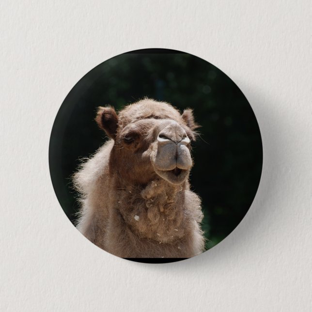 Cute Camel 2 Inch Round Button (Front)