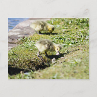 Cute Canada Goose Gosling Postcard