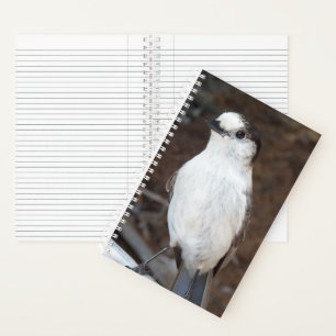 Cute Canada Jay Nature Photo Notebook