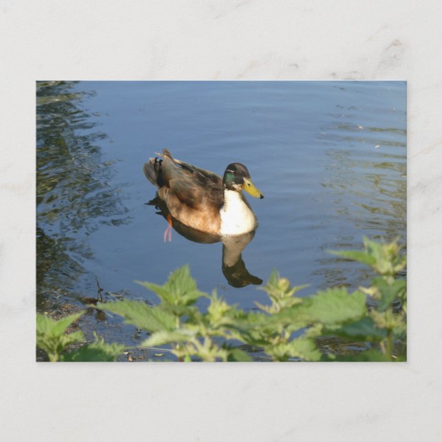 Cute canard de natation do-it-yourself carte posta (Devant)