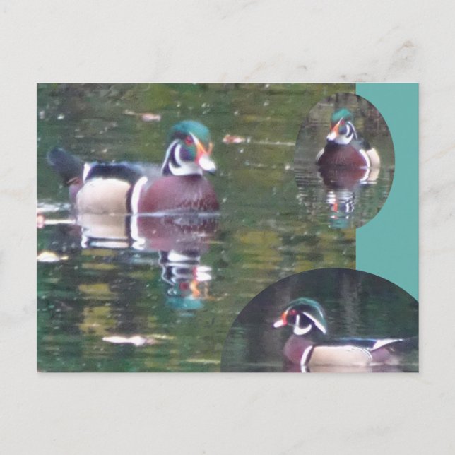 Cute Carolina Duck DIY Postcard (Front)