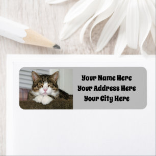Cute Cat