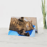 Cute Cat Big Hugs Birthday