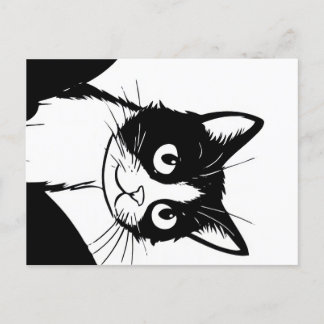 cute cat black white postcard