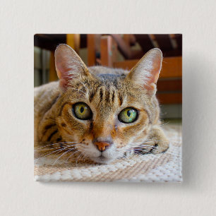 Cute Cat button