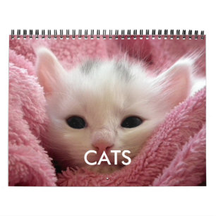 Cute Cat Calendar Pink Cozy Cat Lover
