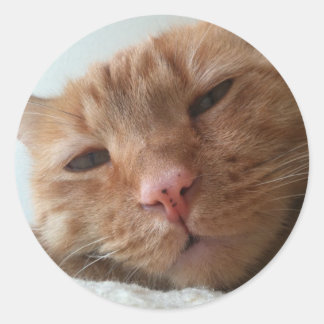 cute cat classic round sticker