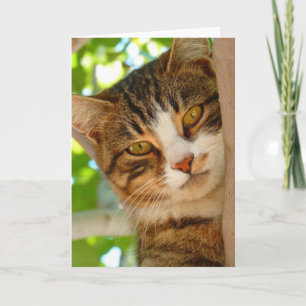 Cute Cat Climbing a Tree Card