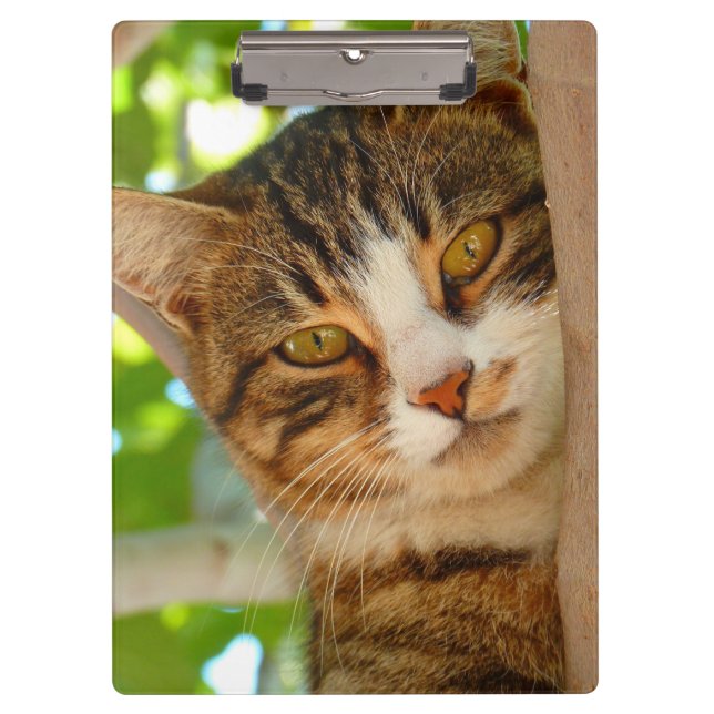 Cute Cat Climbing a Tree Clipboard (Front)