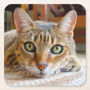Cute Cat coasters