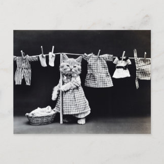 Cute Cat Doing Laundry in Clothes Vintage Print Postcard