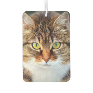 Cute cat eyes air freshener