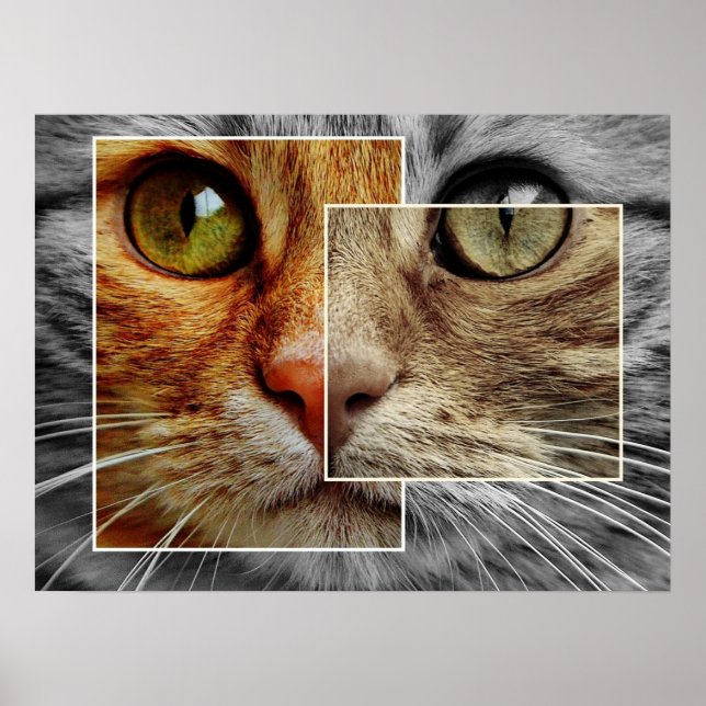 Cute Cat Face Collage Poster (Front)