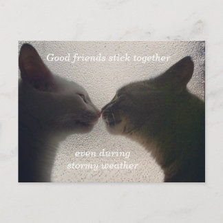 Cute Cat Friend Post Card