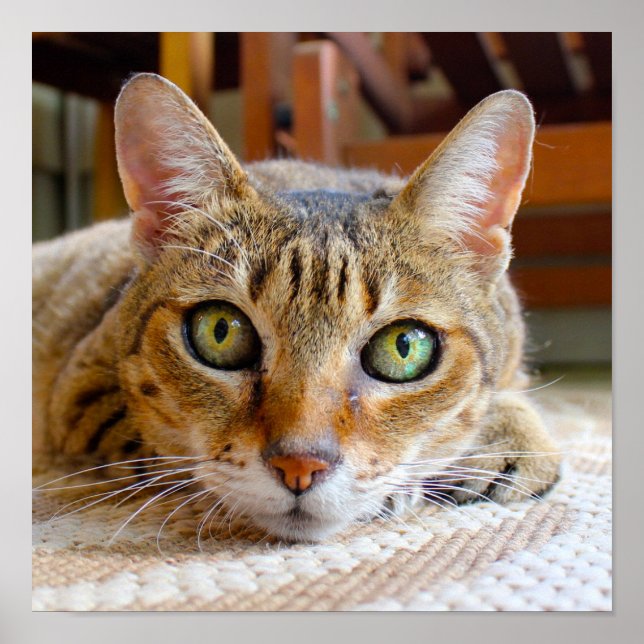 Cute Cat Gros plan petit poster (Devant)