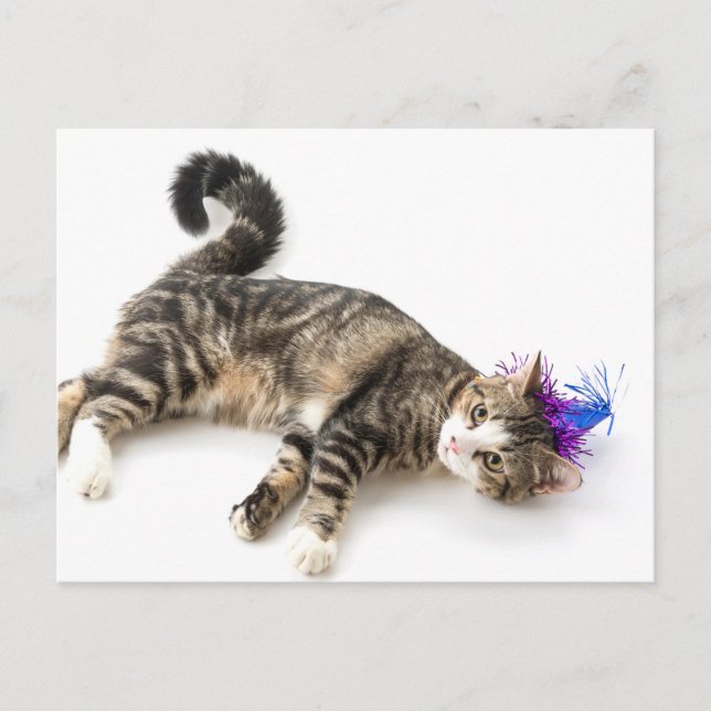 cute cat happy birthday postcard (Front)