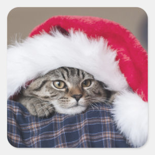 Cute cat in santa hat square sticker