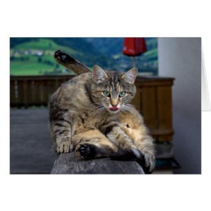 Cute Cat Interrupted While Grooming