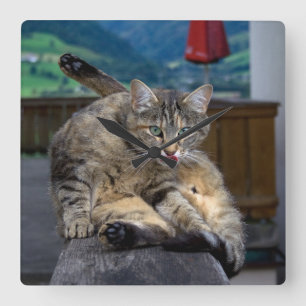 Cute Cat Interrupted While Grooming Square Wall Clock