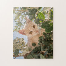 Cute Cat Kitten climbing in an Eucalyptus Tree -