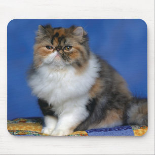 Cute Cat Kitten M003 Mouse Pad