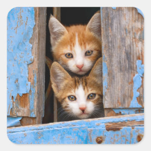 Cute Cat Kittens in a Blue Vintage Window Animal - Square Sticker