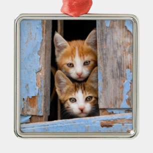 Cute Cat Kittens in a Blue Vintage Window - Metal Ornament