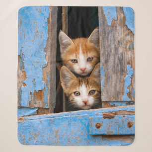 Cute Cat Kittens in a Blue Vintage Window Photo .. Sherpa Blanket