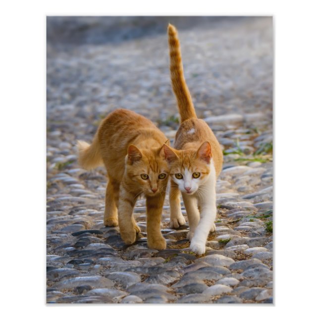 Cute Cat Kittens Walk the Same Path - Paperprint Photo Print (Front)