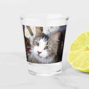 Cute Cat Looking Up At You Shot Glass
